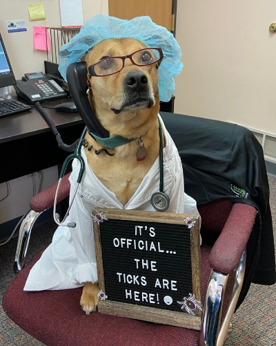 Dog at front desk