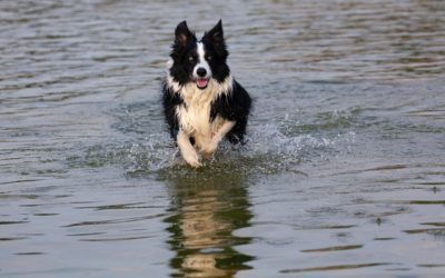 Is Your Pet’s Leptospirosis Vaccination Up to Date?