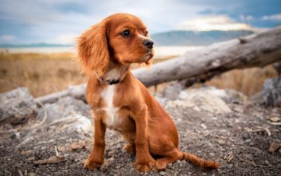 Summertime Hiking Safety Tips for Pets