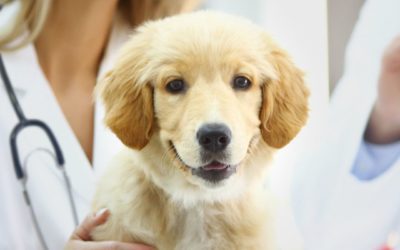 How Your Pet Can Have A Stress-Free Vet Visit