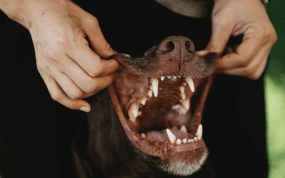 Get Started on Brushing Your Pet’s Teeth