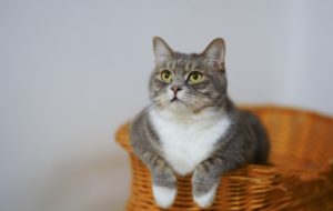 Gray and white cat sitting in a basket
