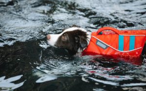 Dog swimming in the water with life jacket