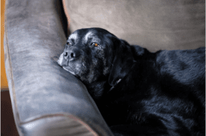 Black Labrador Retriever lying on the couch