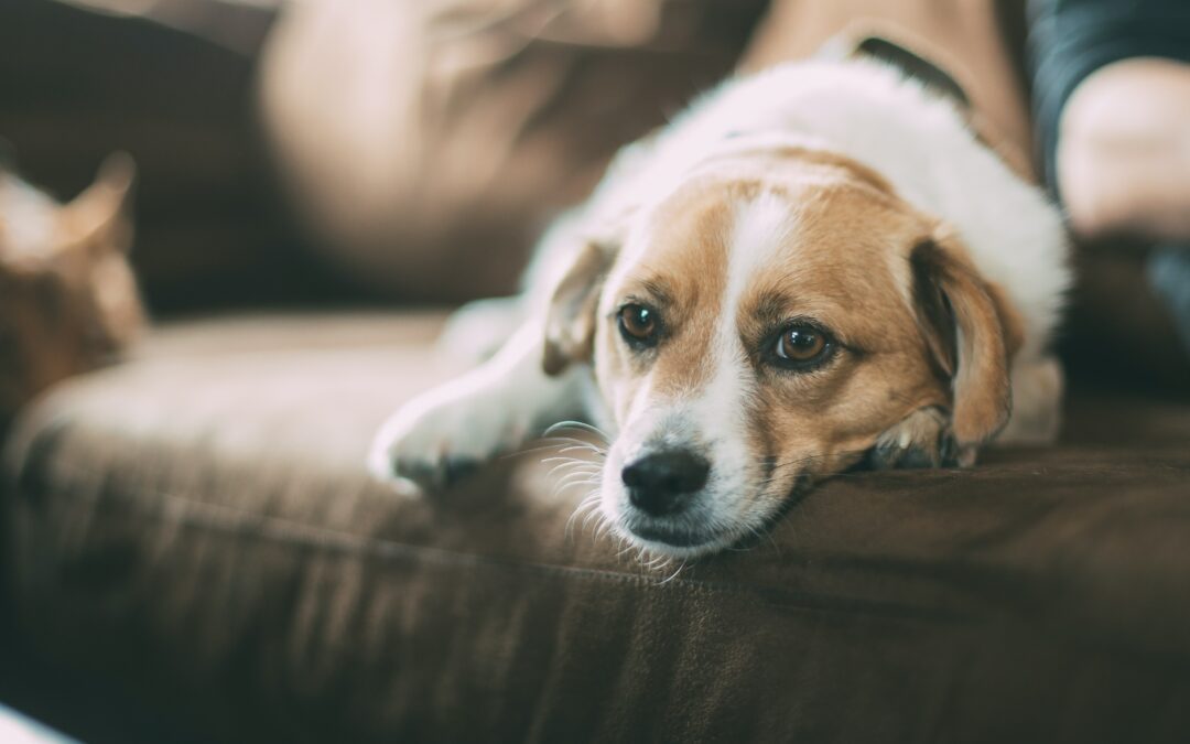 Small white and brown dog lying on a brown couch