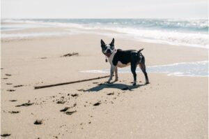 Boston Terrier looking back while standing on the beach