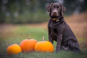 Chocolate lab sitting next to a clump of pumpkins