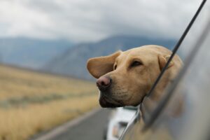 Golden lab with its head popped out the backseat window of a car