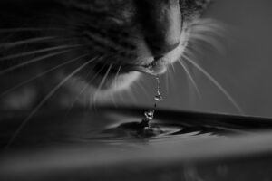 Close-up of cat drinking water